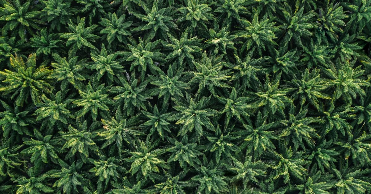 Kentucky Officials Urge Lawmakers to Expand Medical Marijuana Program