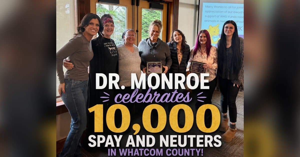 Record Demand for Spay and Neuter Services Strains Whatcom Feline Alliance as Kitten Season Peaks